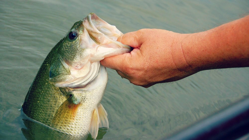 largemouth bass held partial out of water caught with best spinning reel for bass fishing