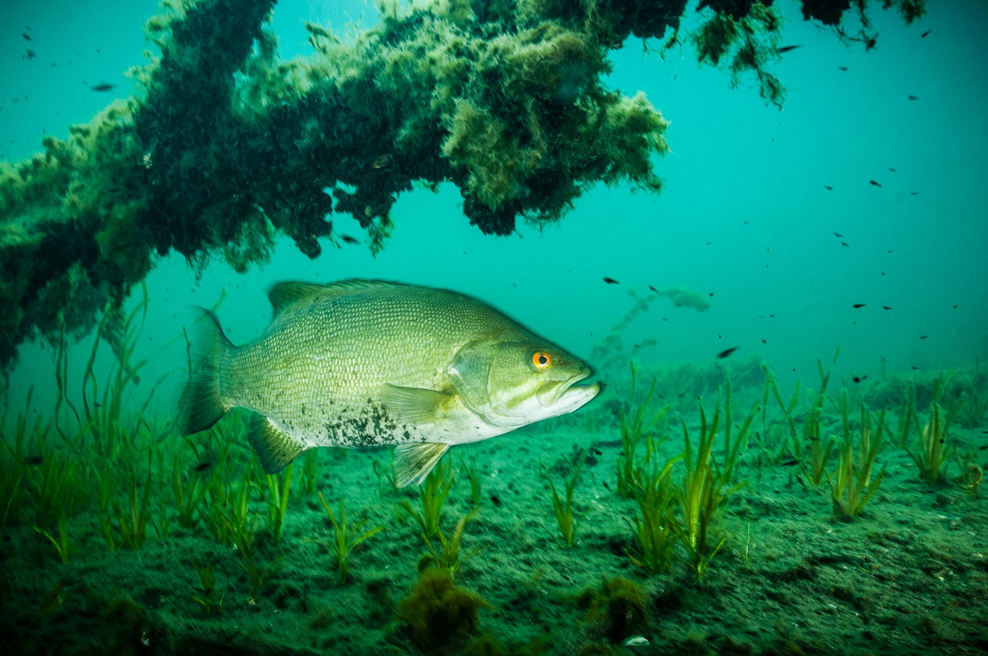 Underwater view of bass fish swimming near bottom of lake