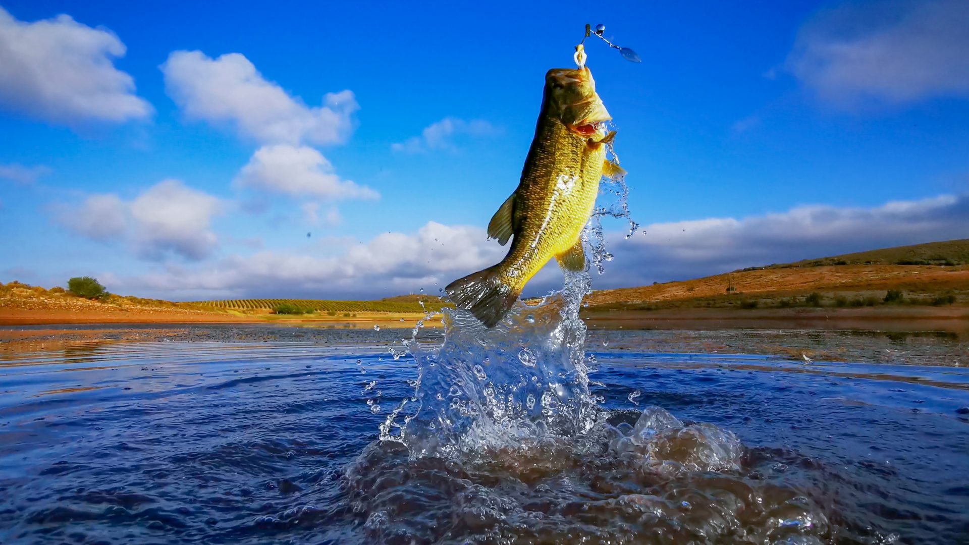 Bass fish being reeled out water from a lake