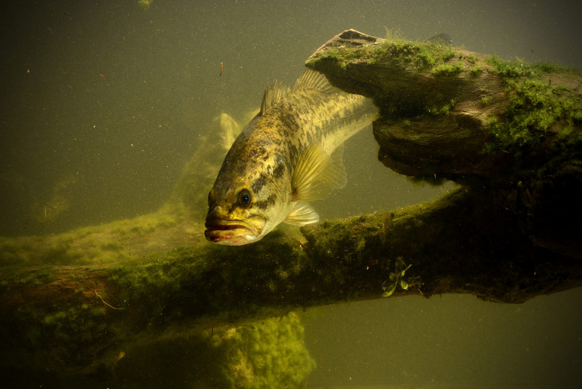 Underwater view of a largemouth Bass fish swimming around a log