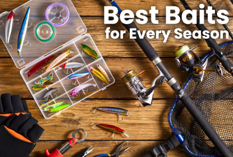 best-baits-for-every-season