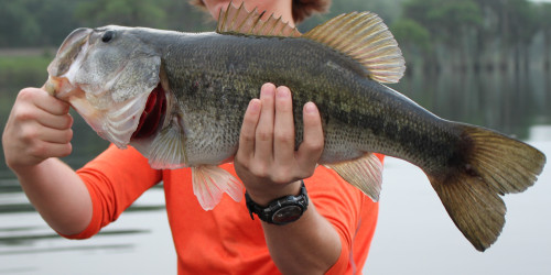 big-bass