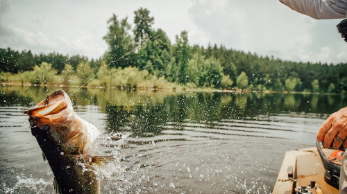 Largemouth Bass reeled in from water
