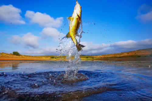 Bass fish being reeled out of a lake