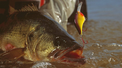 Largemouth Bass being caught on a fishing hook and line