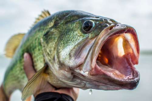 Close up of large Bass with mouth open