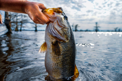 Large Bass fish held partially out of water by the mouth