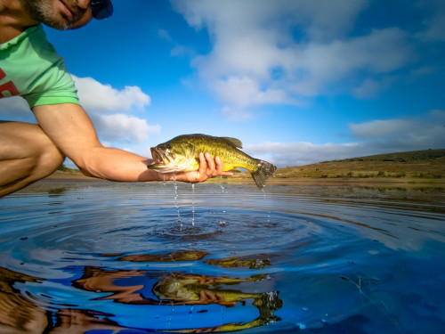 Person holding a Bass fish out of lake