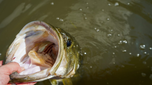 Large Bass pulled out of water with view into its open wide mouth