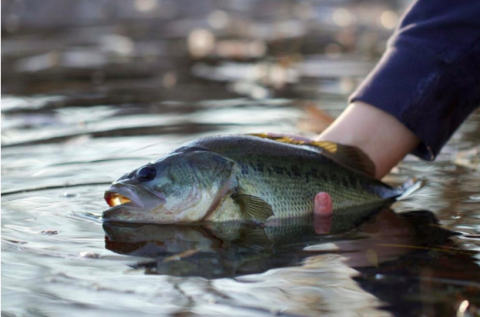 Types of Bass in North America - Largemouth Bass.
