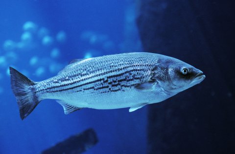 Striped Bass