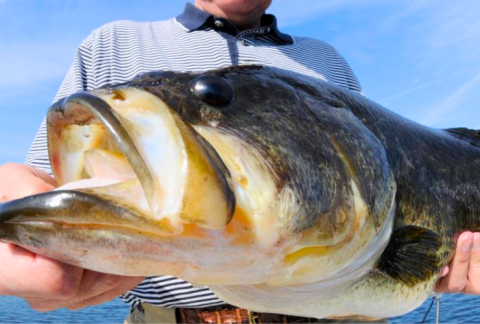 An angler working on his bass trolling techniques.