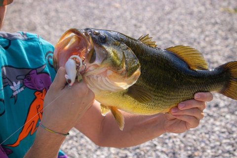 A man holding a largemouth bass.