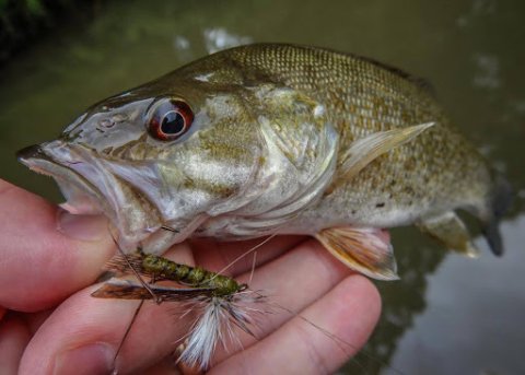 Best lures for smallmouth bass.