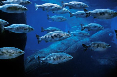 A school of striped bass.