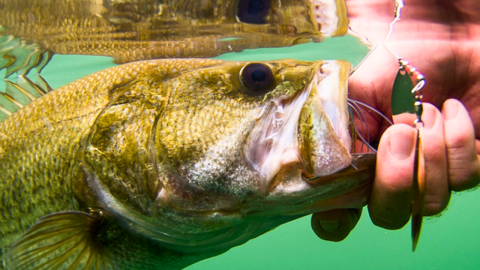 utilizing-spinnerbaits-for-bass-blog