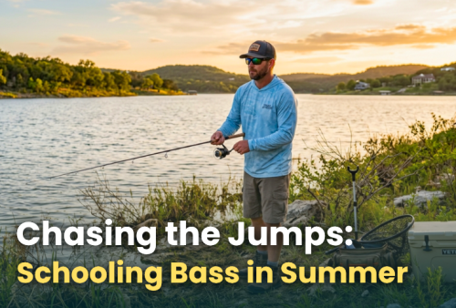 chasing-the-jumps-schooling-bass-in-summer