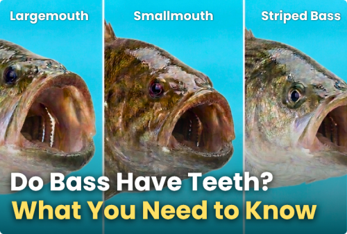 do-bass-have-teeth---what-you-need-to-know
