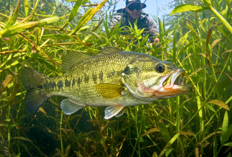 fishing-cover-oriented-bass-seasonal-strategies-and-tips