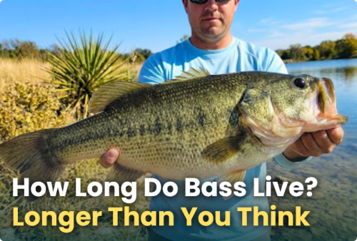 how-long-do-bass-live---longer-than-you-think