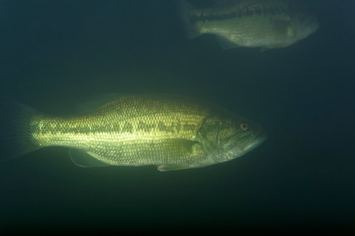 murkybass