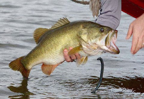 pre-spawn-bass-worm