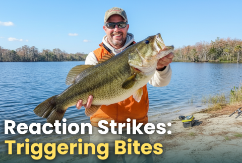 reaction-strikes---triggering-bites