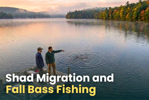 shad-migration-and-fall-bass-fishing