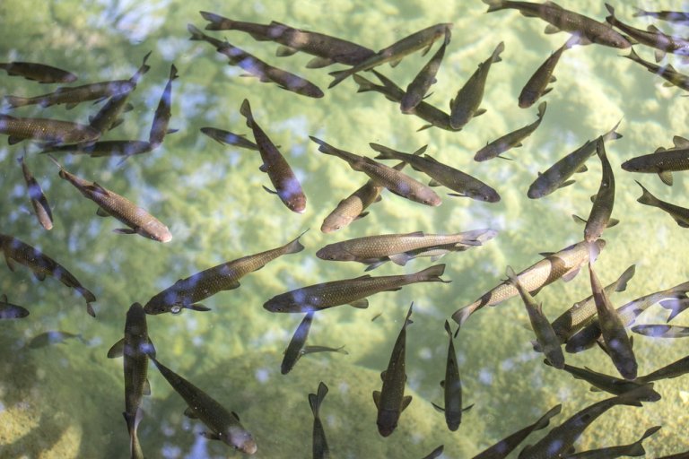 shutterstock_1770653705