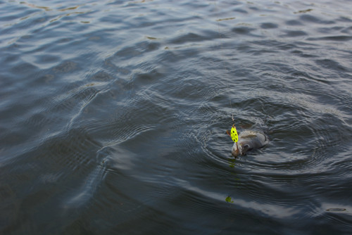 shutterstock_1961614201