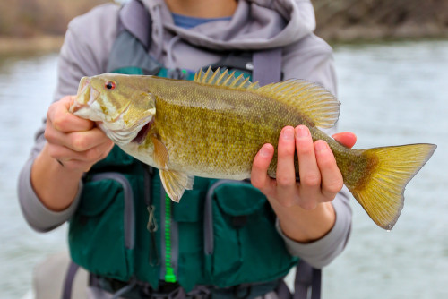 smallmouth