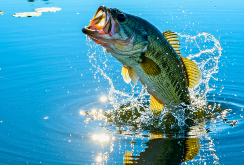 top-5-florida-lakes-for-bass-fishing