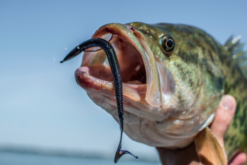 unconvbassfishing