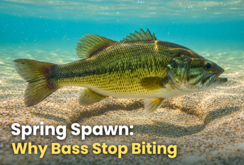 why-bass-stop-biting