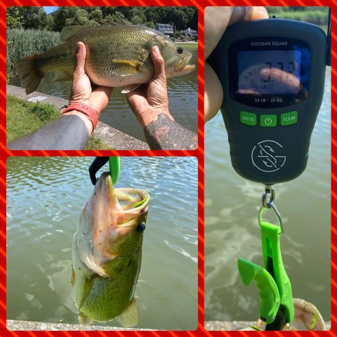 Michael Alimonti Story Catch