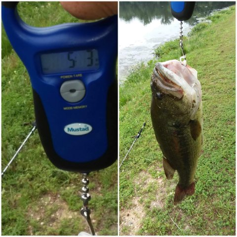 William Robare Story Catch