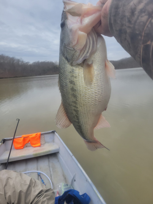 Aj Massa Story Catch