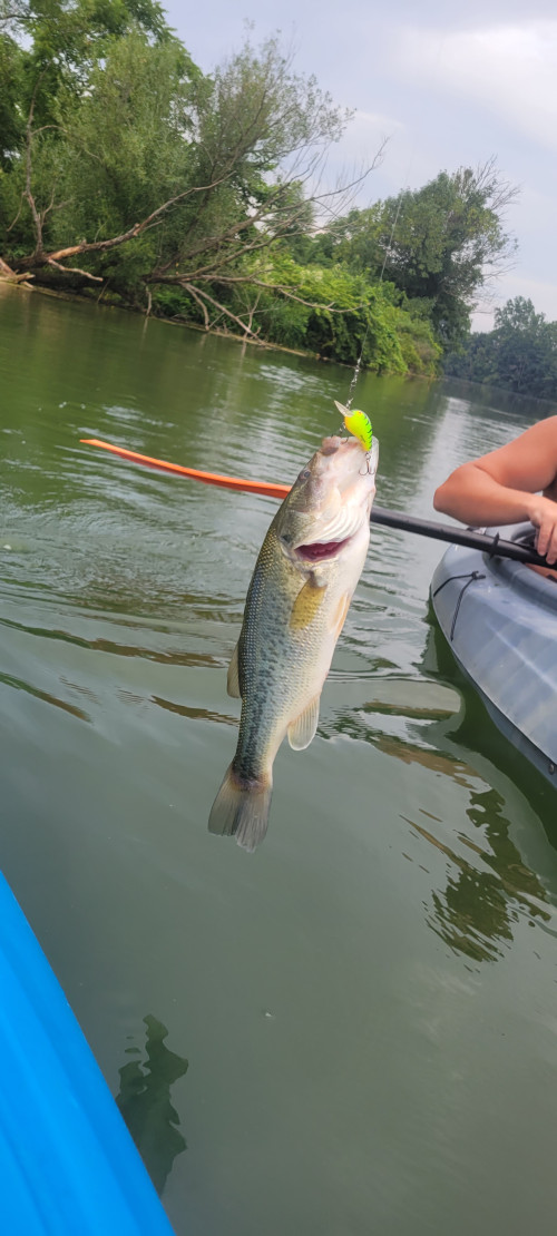 Morris CARVELL Story Catch