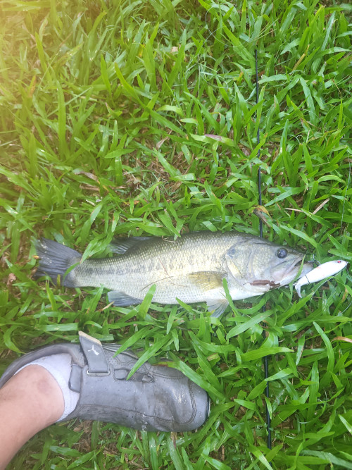 Mike Moses Story Catch