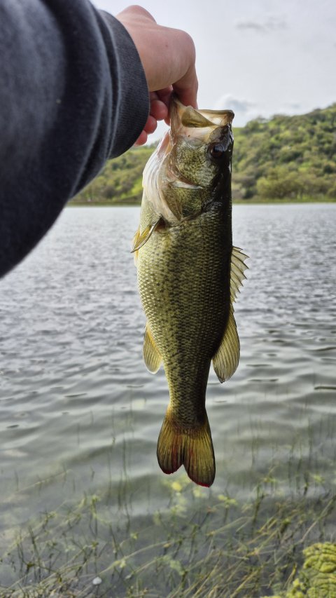 Finn Paz Story Catch