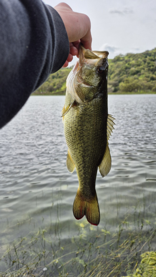 Finn Paz Story Catch