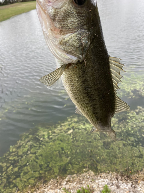 Christopher Adams Story Catch