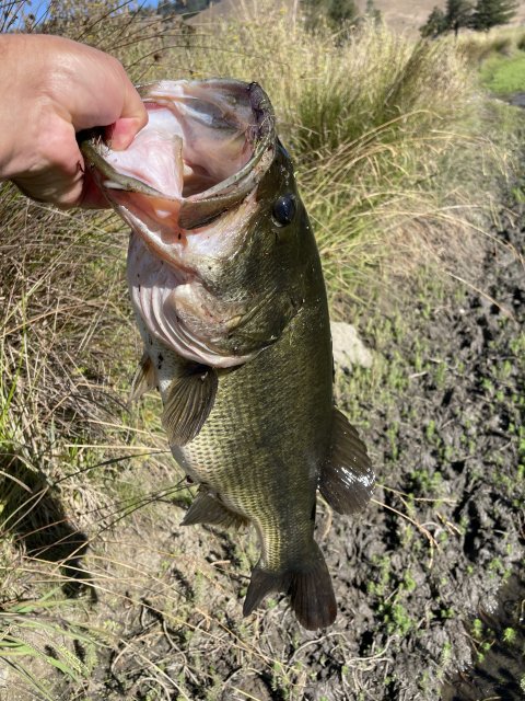 David Ott Story Catch