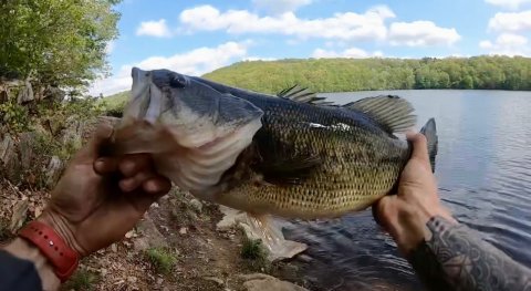 Michael Alimonti Story Catch