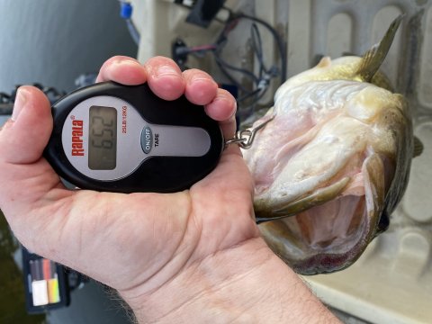 Dayne Goldsmith Story Catch