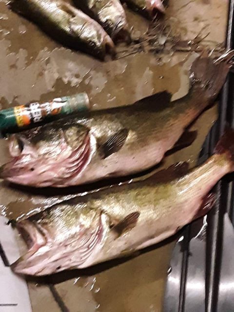 Jessica Morgan Story Catch