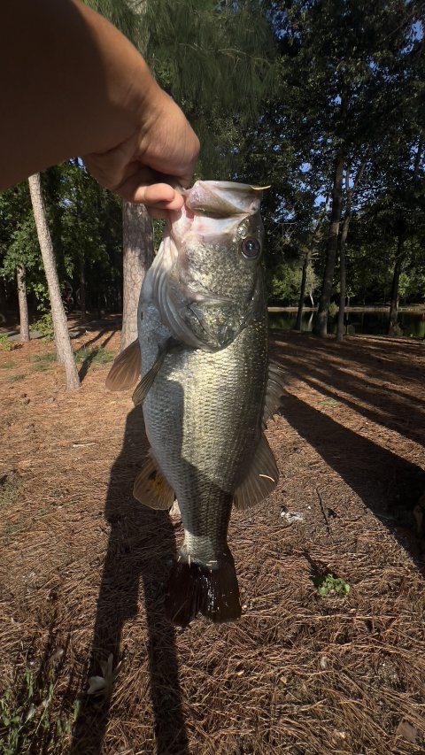 Vincent Le Story Catch