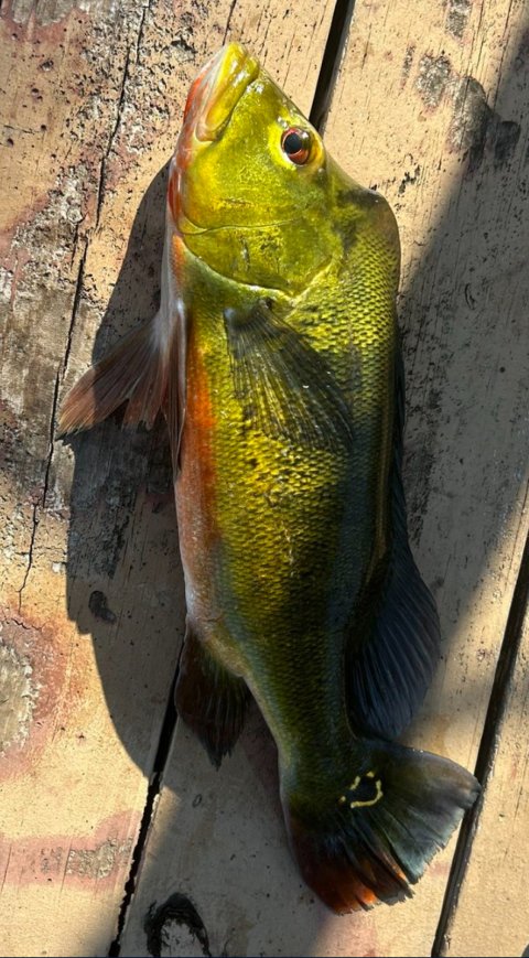 Victor Gonzalez Story Catch