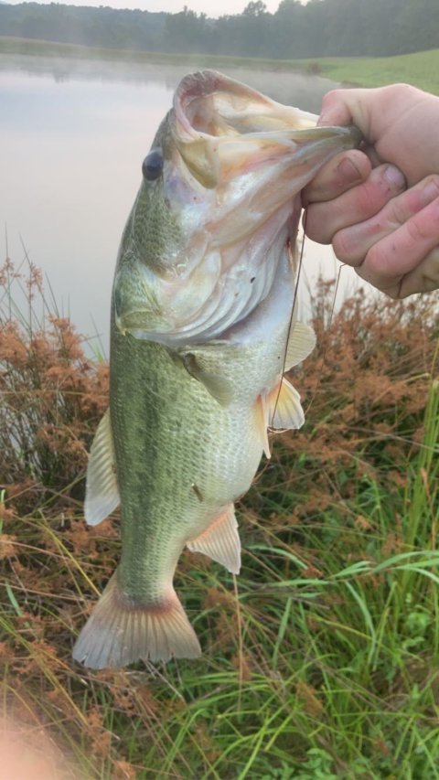 William Johns Story Catch