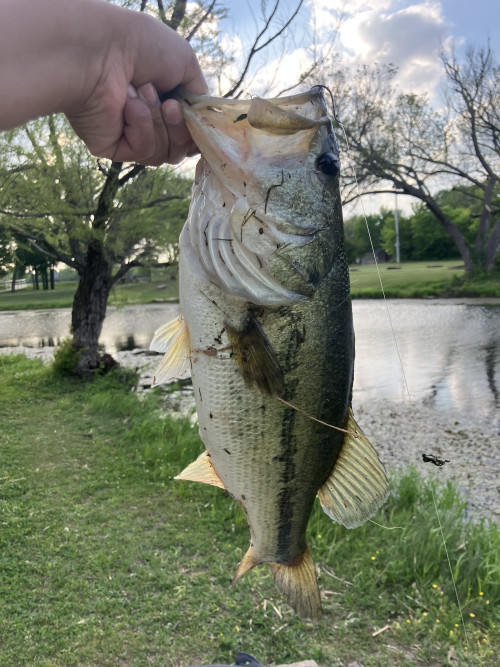 Arham Mamun Story Catch